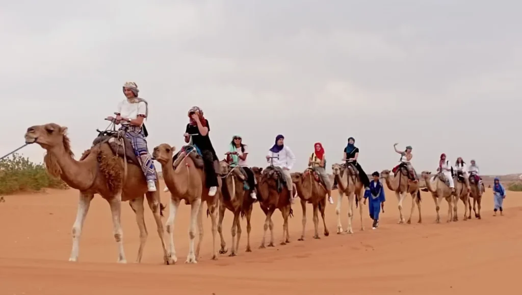 Active live morocco camels 2