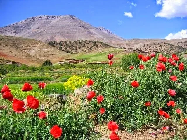 Active live morocco flowers